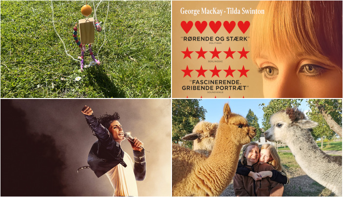 Oplev Ringsted i weekenden: Kreativt værksted, filmoplevelser og alpaca-hygge