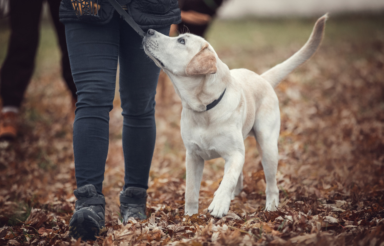 Gå til hundetræning i DCH Hjørring