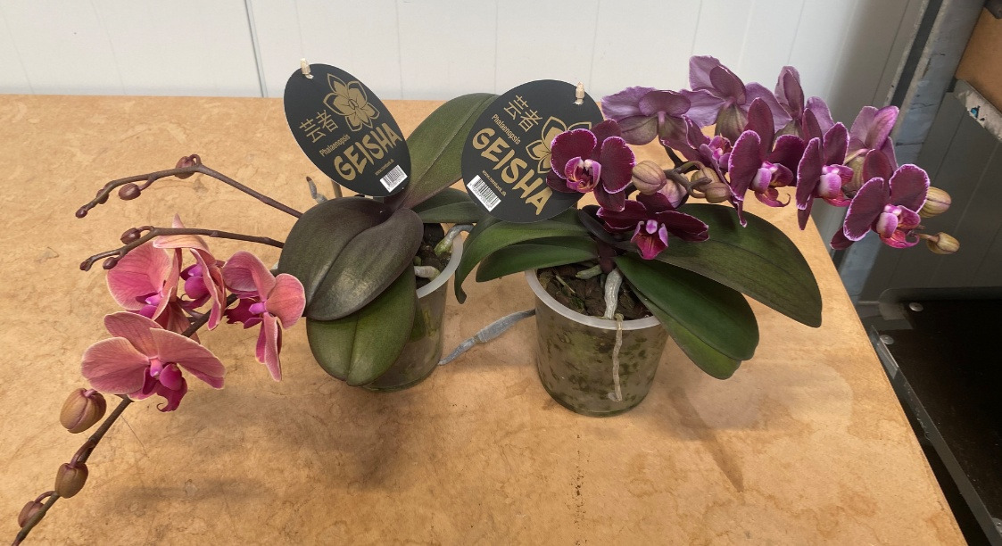 Meny Klarup tilbyder trendy krybende orchide til nedsat pris – begrænset antal