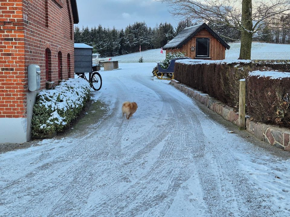 Juledekorationshygge hos Jensen Jordbær i aften med Anne fra Kransebinderiet