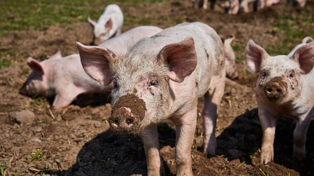 Oplev det økologiske griseliv til Sofari hos Stenager-Øko