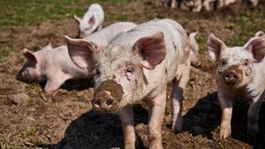 Oplev det økologiske griseliv til Sofari hos Stenager-Øko