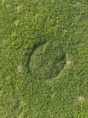 Aarhus Golf Club genopretter greens efter uventet besøg af heste