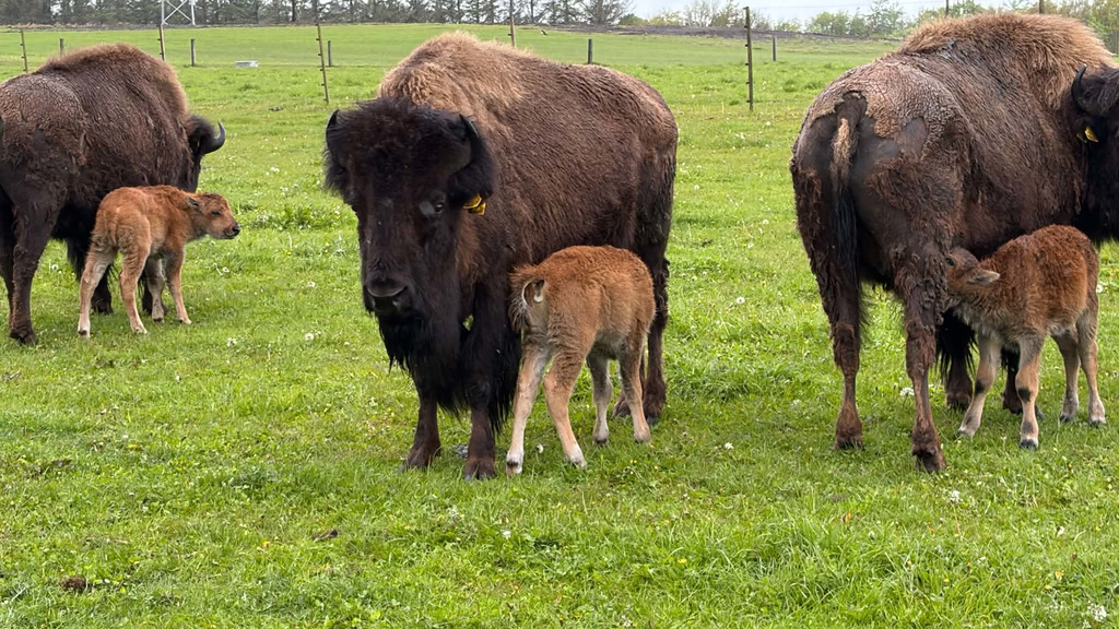 Sommerferieoplevelser på Randeris Bison: Kom tæt på bisonerne