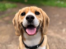 Til dig og din hund: guide til hundeskove