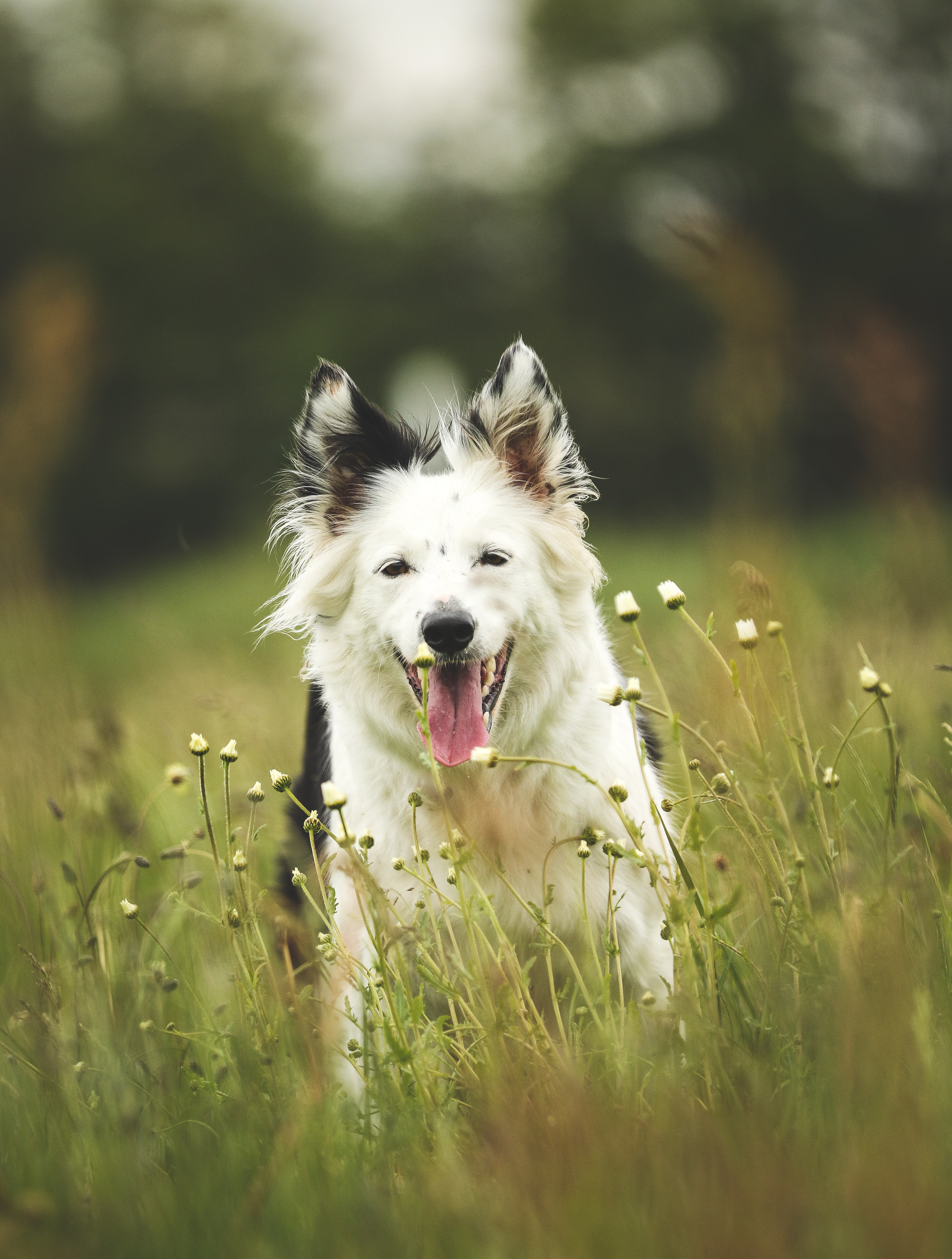 Hugormes&#xE6;sonen er i gang: Pas p&#xE5;, at dit k&#xE6;ledyr ikke bliver bidt