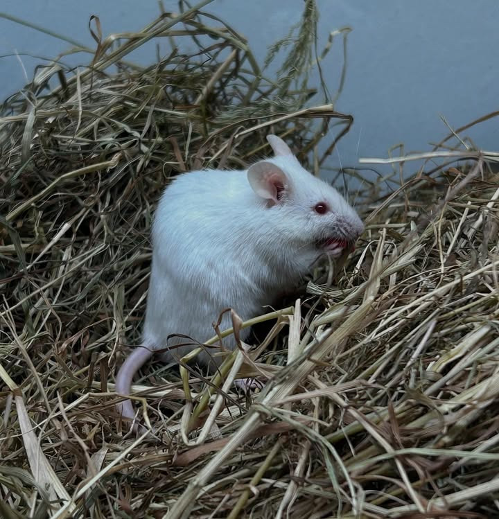 Camillas Dyrecenter præsenterer nye hvide mus og stort udvalg af kæledyr