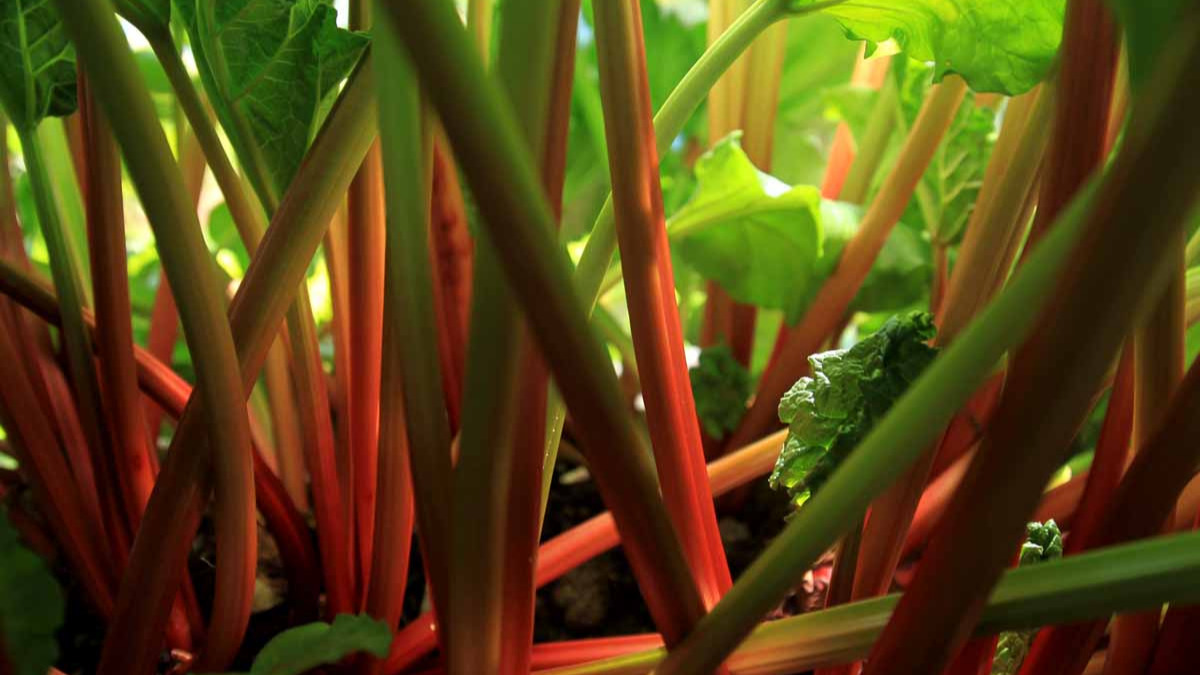 Forny din have med en ekstraordinær rabarbersort fra Midtjysk Gartnerhal