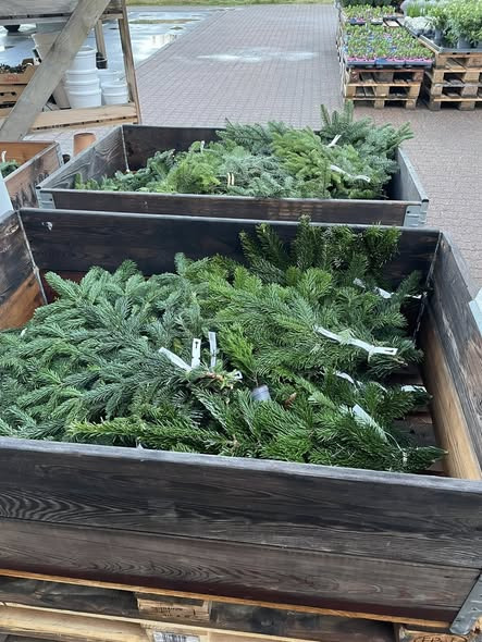 Rema 1000 Sindal tilbyder 50% rabat på udendørs planter og dekorationer