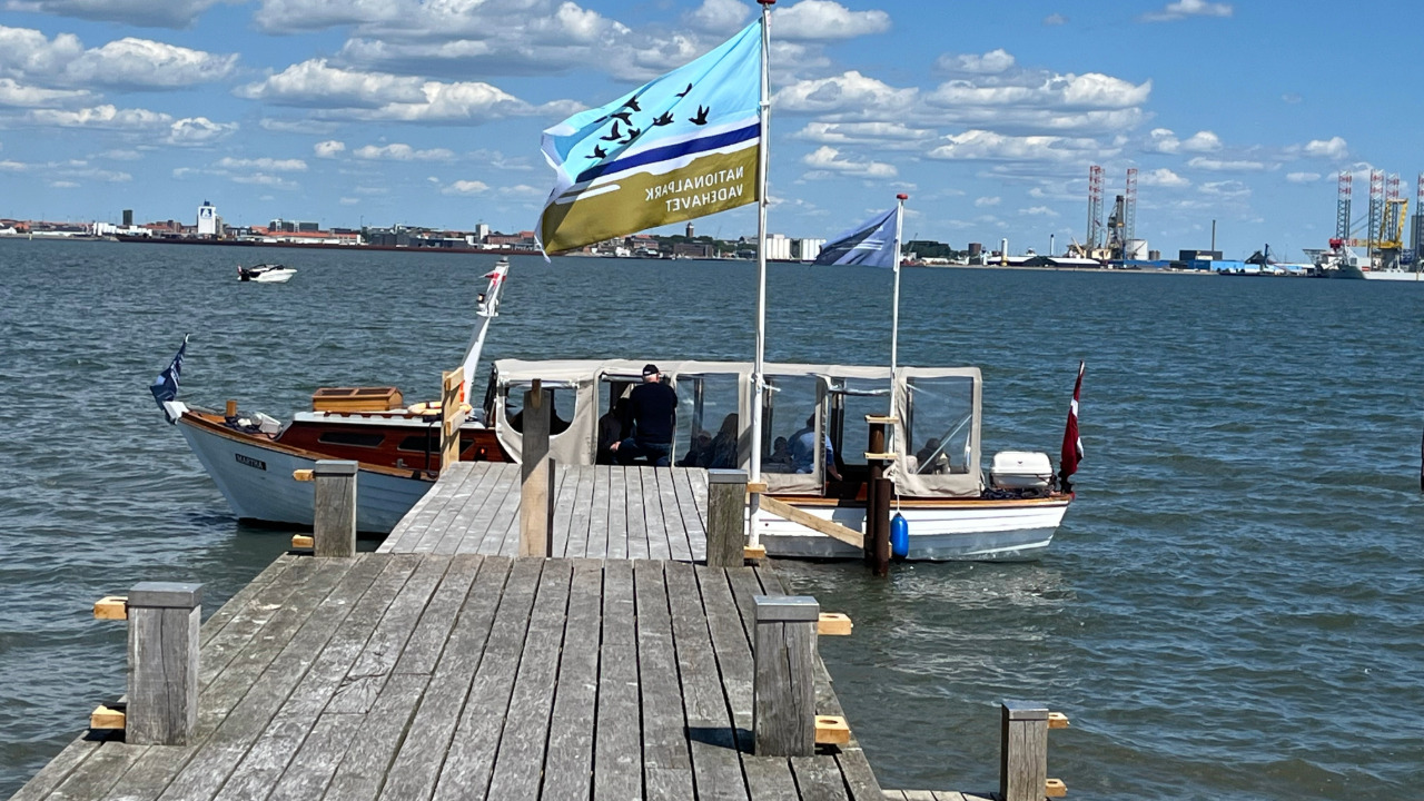 Sejlture til sælbankerne: Oplev Vadehavets sæler