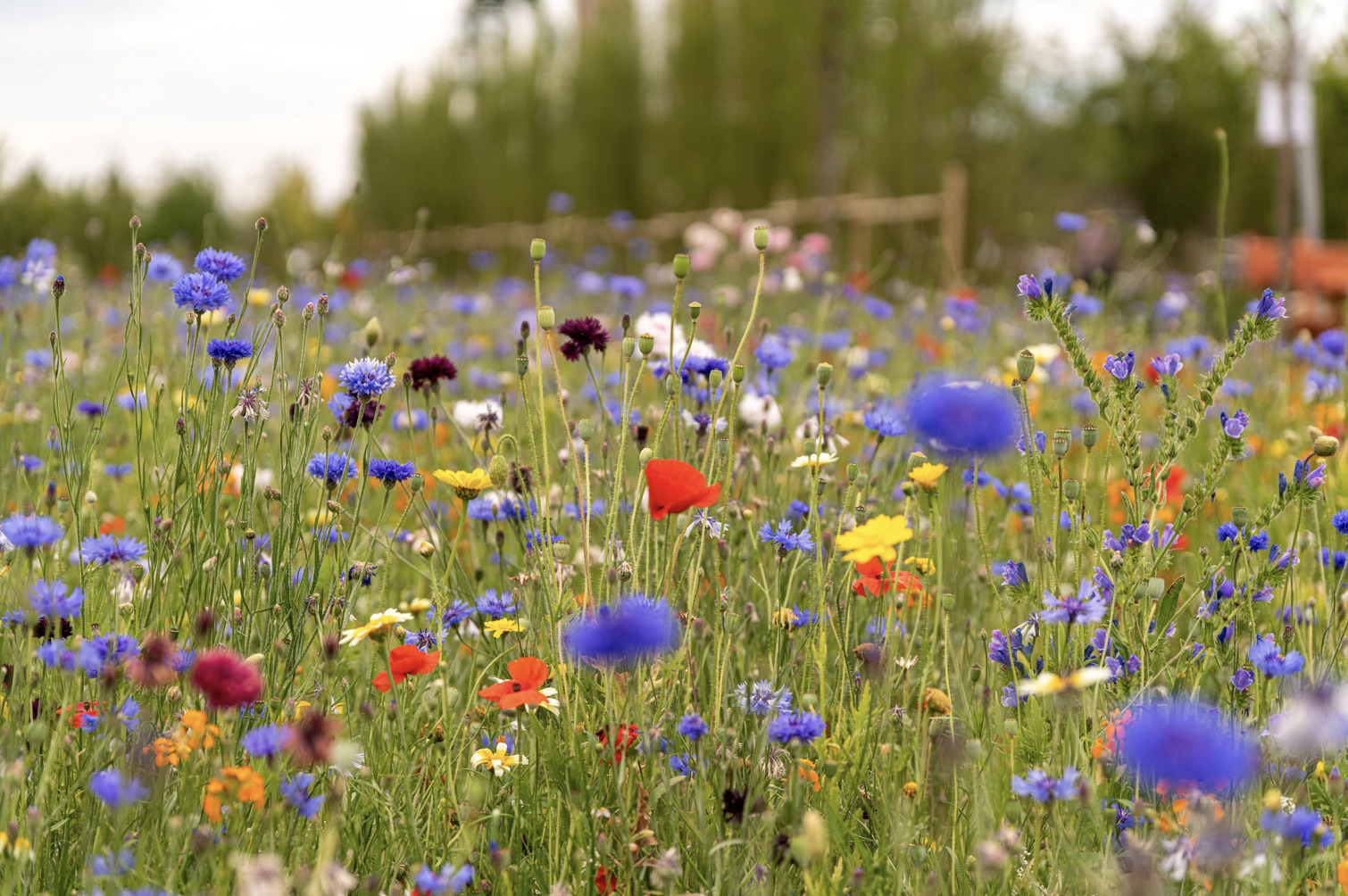 Regnvandsbassiner omdannes til frodige fristeder 