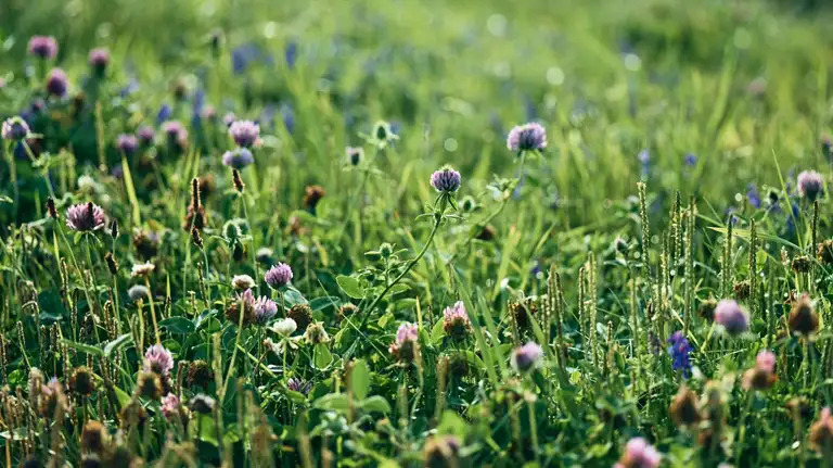 Thy Erhvervsforum leder nu Klimaalliancen Thy mod en bæredygtig fremtid