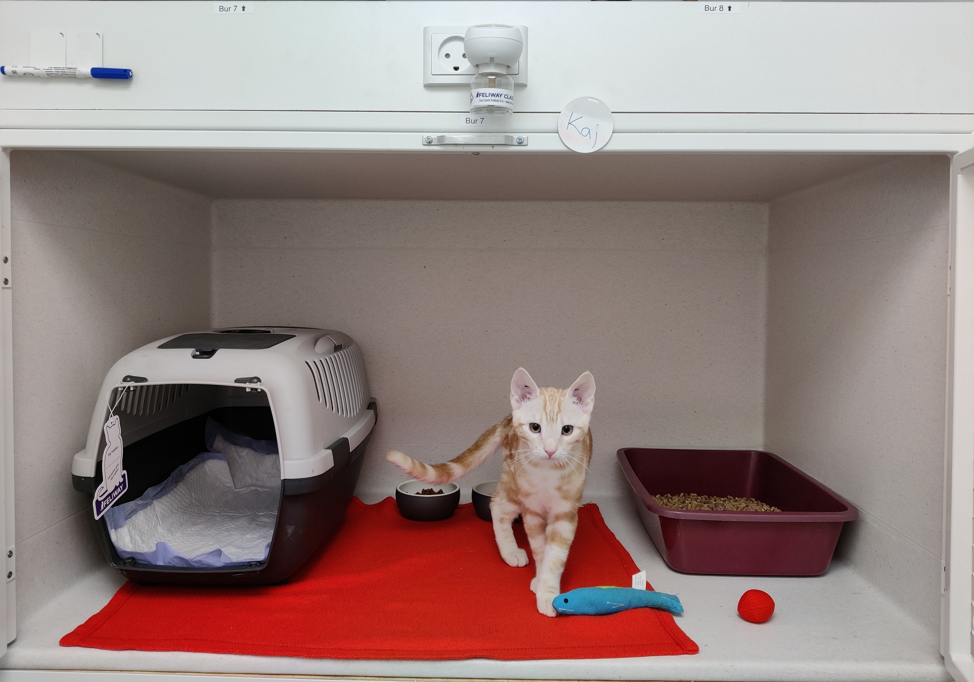 "Katte er ikke små hunde"