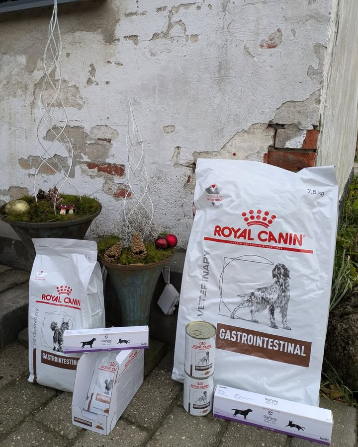 Vet til dig lancerer adventskonkurrence med præmier til hund og kat