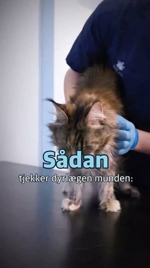opslagsbillede