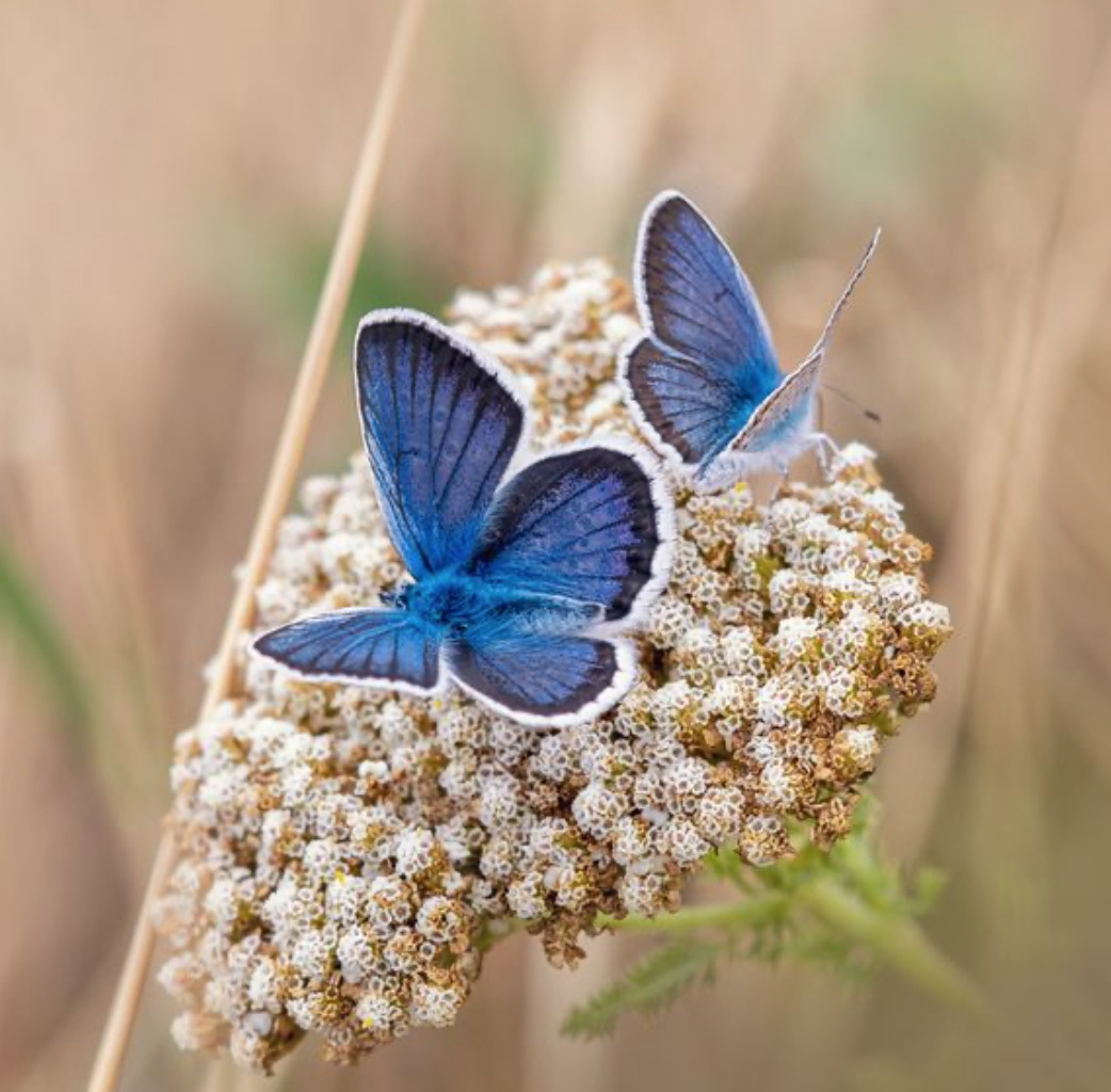 Tusindvis af kvadratmeter haver slippes fri i Silkeborg Kommune