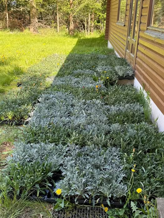 GARTNERIET KORSHØJ leverer 1000 gazania til De blå Spejdere i Rårup