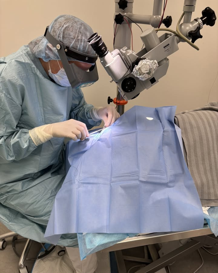 Dyrehospitalet Heden ApS redder hunds syn efter uheld med splint i øjet under ferie