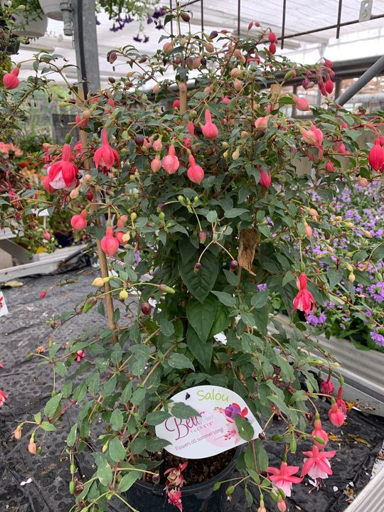 Se dagens updates fra Brønderslev her