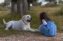Fysioterapi hund – en vigtig vej til bedre livskvalitet for menneskets bedste ven