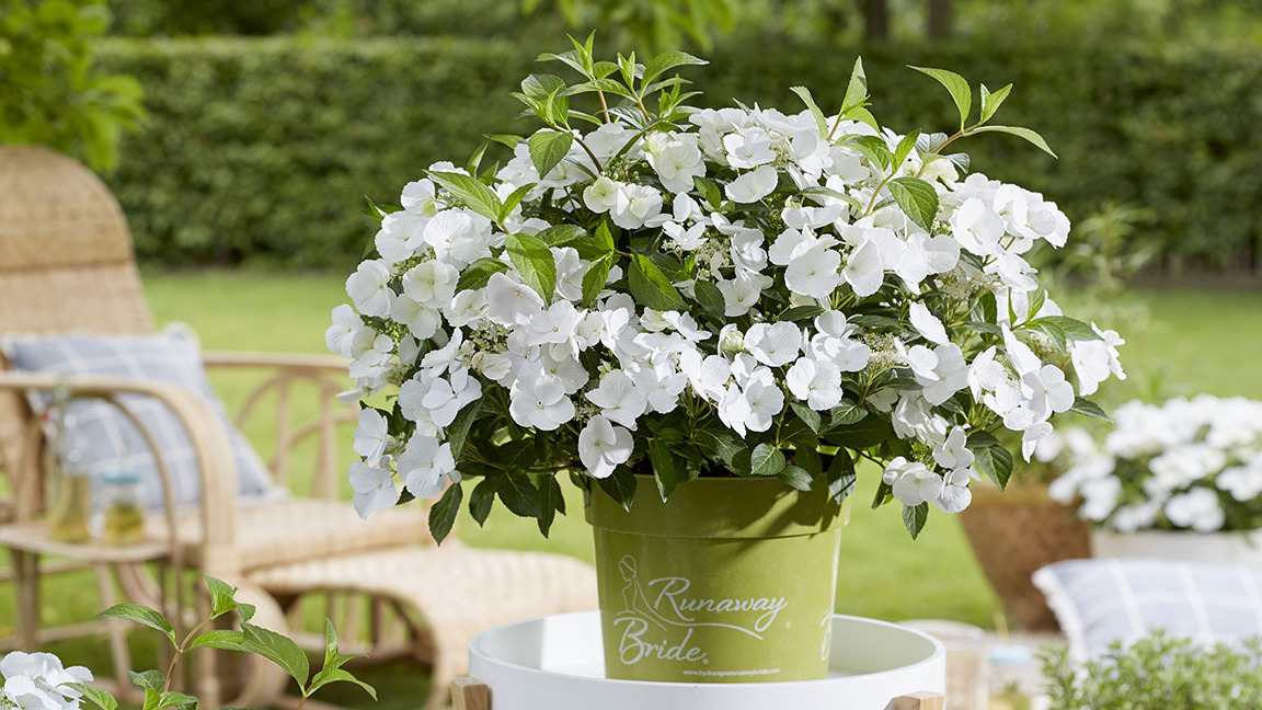 Runaway Bride hortensia tilbydes nu i Midtjysk Gartnerhal