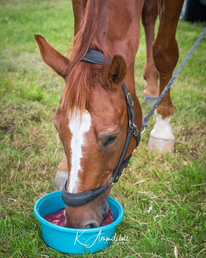 Tilføj ekstra væske til din hest med mash fra HESCA