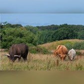 Skovsgaard åbner ny udstilling om rewilding