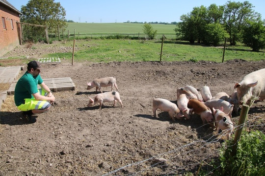 Fra jord til job: Landbruget Hanstedholm skaber arbejdsglæde for udviklingshæmmede borgere