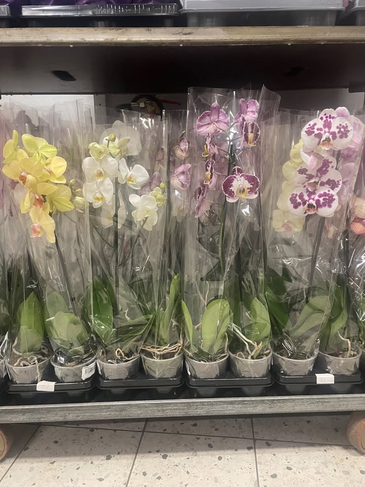 Meny Randers tilbyder flotte orkideer til kun 25 kr.