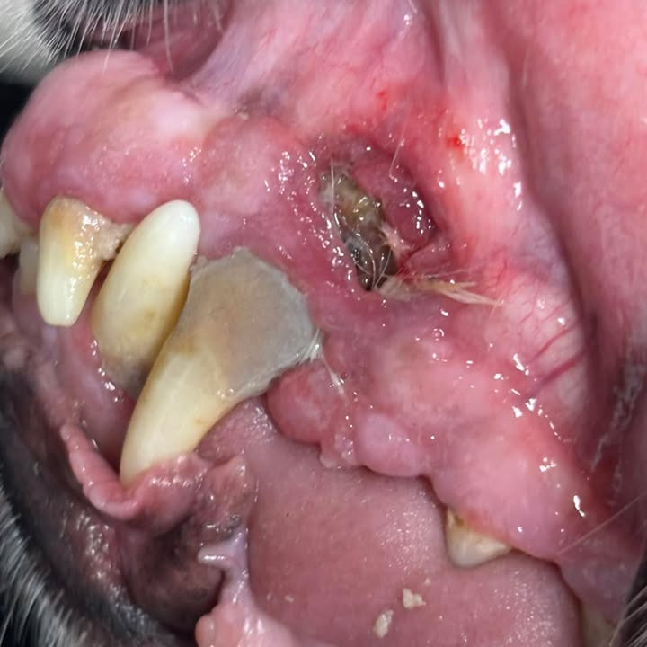 Vodskov Dyreklinik hjælper din hund med tandproblemer