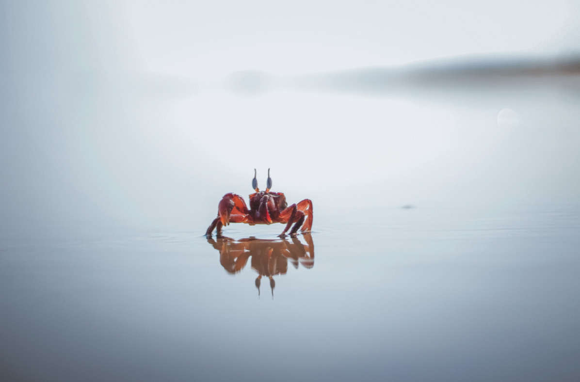 Sommeraktivitet for familiens mindste