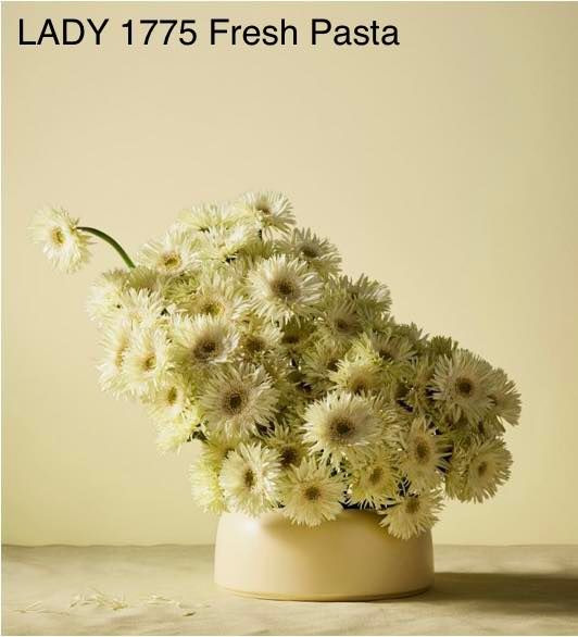 Opdatér dig her: Det nyeste fra Frederikshavn