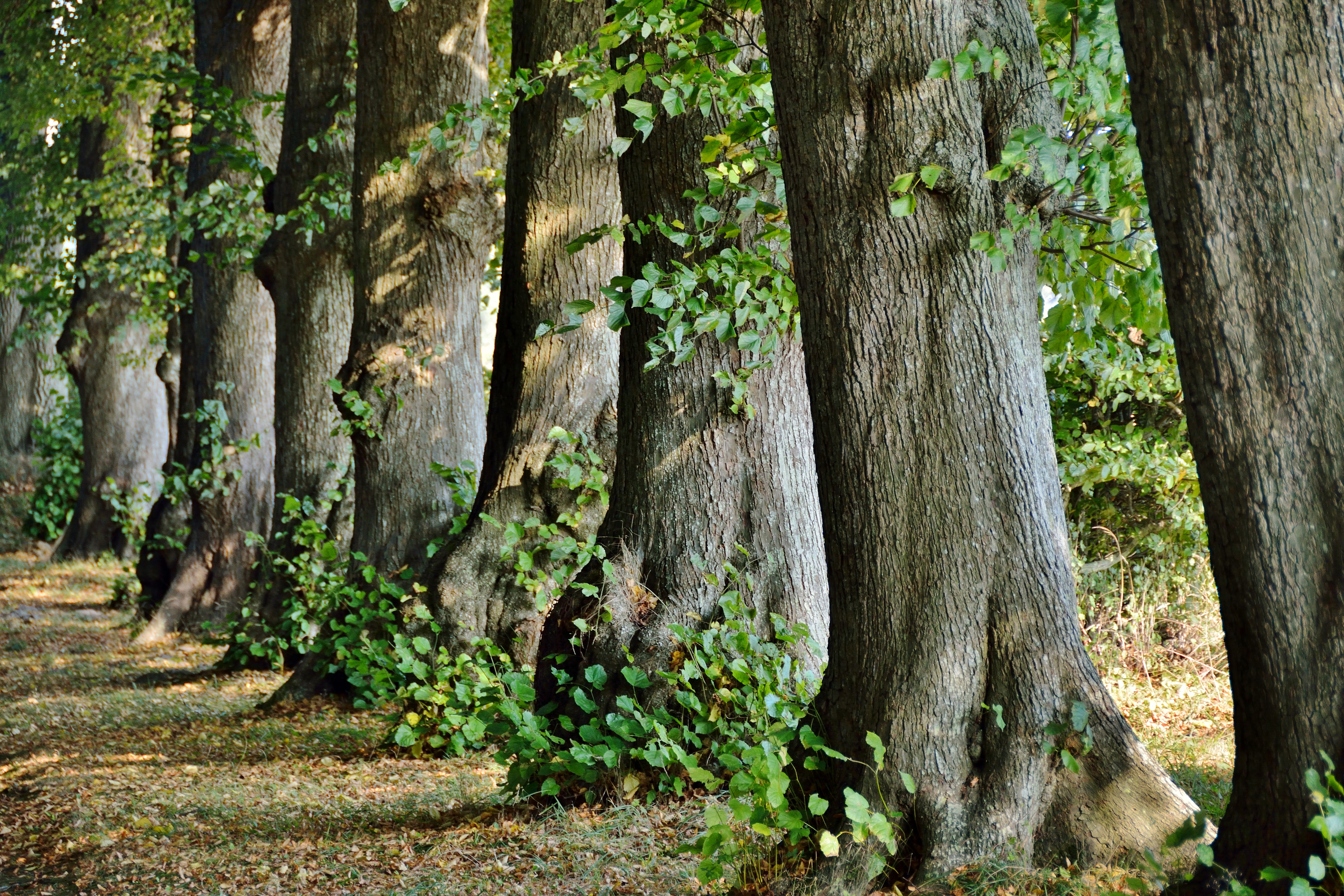 Efterårstur i Køng omegn for ældre