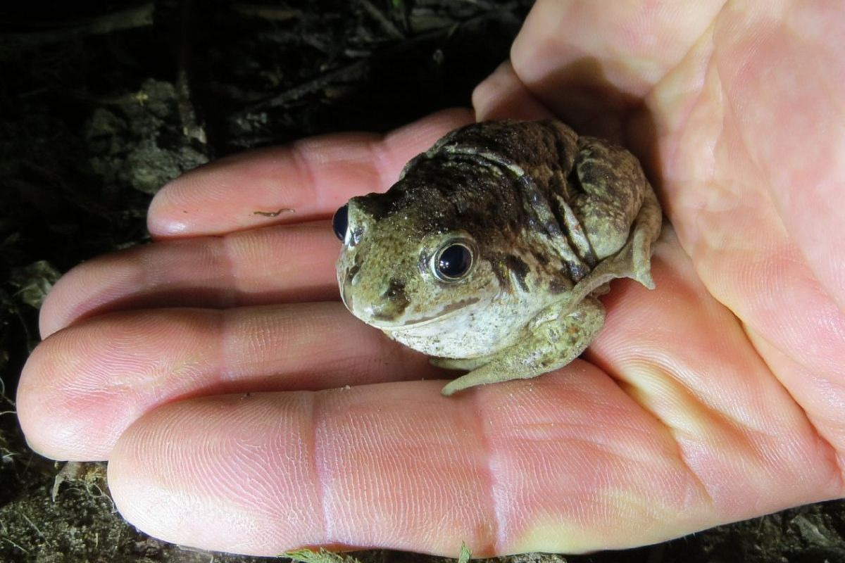 Sjældne planter og frøer får nyt liv i Sønderborg gennem omfattende naturprojekt