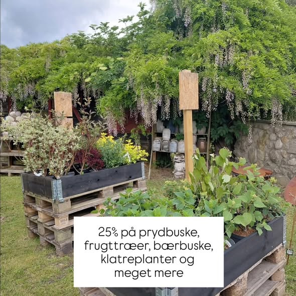 Rishøjgård Gårdbutik og Jordbrug har plantemarked med mange gode køb i dag