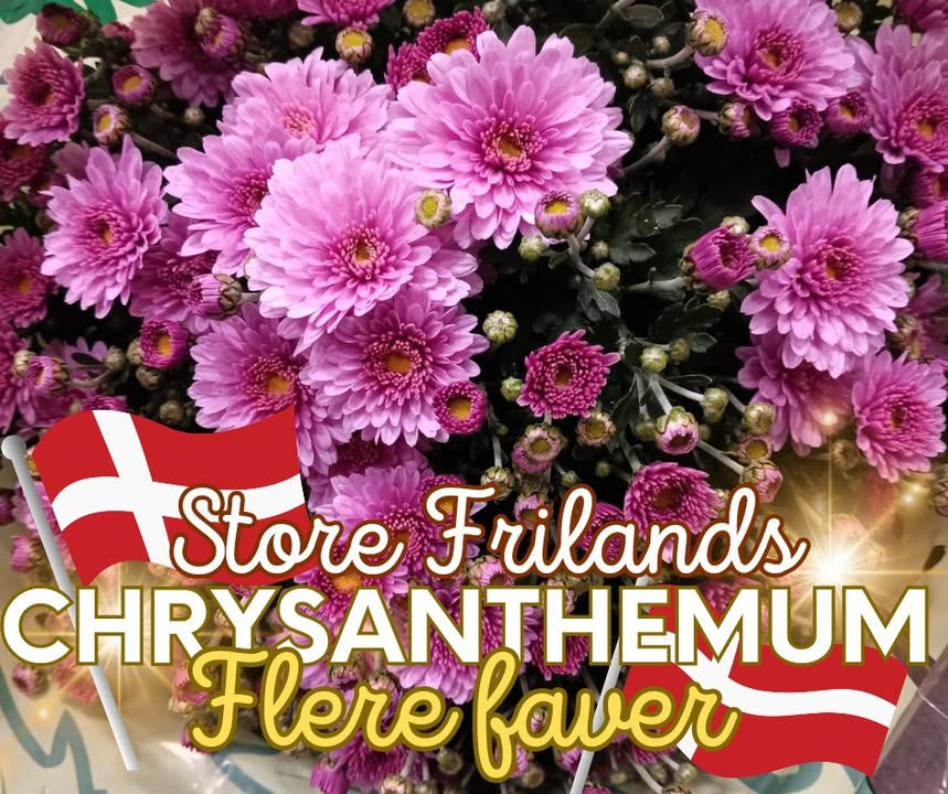 Chrysanthemum til fantastisk fødselsdagspris hos Løvbjerg Frederikshavn