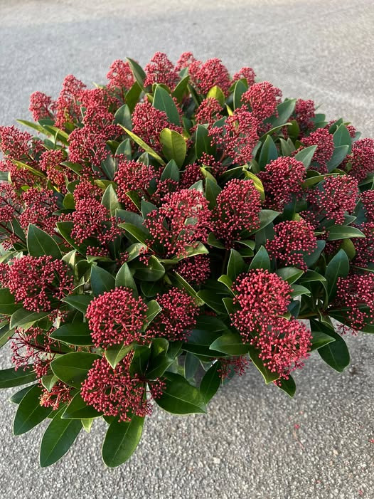 Den Grønne Stue tilbyder store Skimmia i 30 cm potte til 325 kr