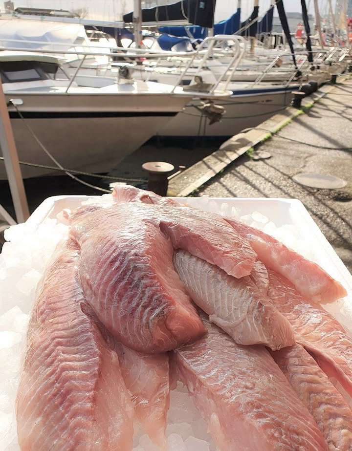 Løvbjerg Frederikshavn lancerer tilbud på friskfanget mørksejfilet 