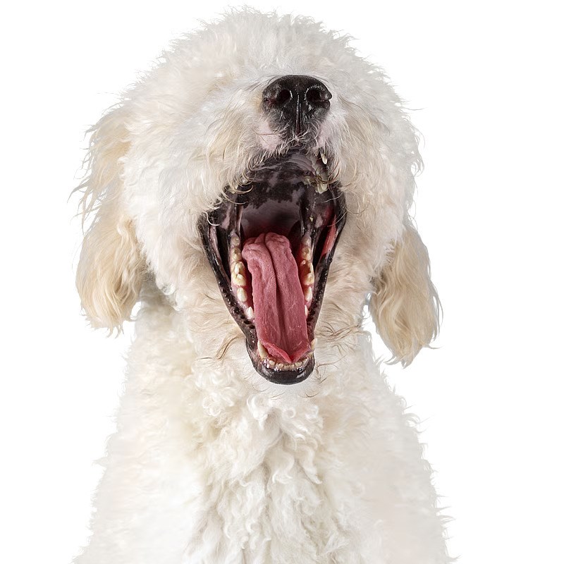 AniCura Familiedyrlægerne Hobro