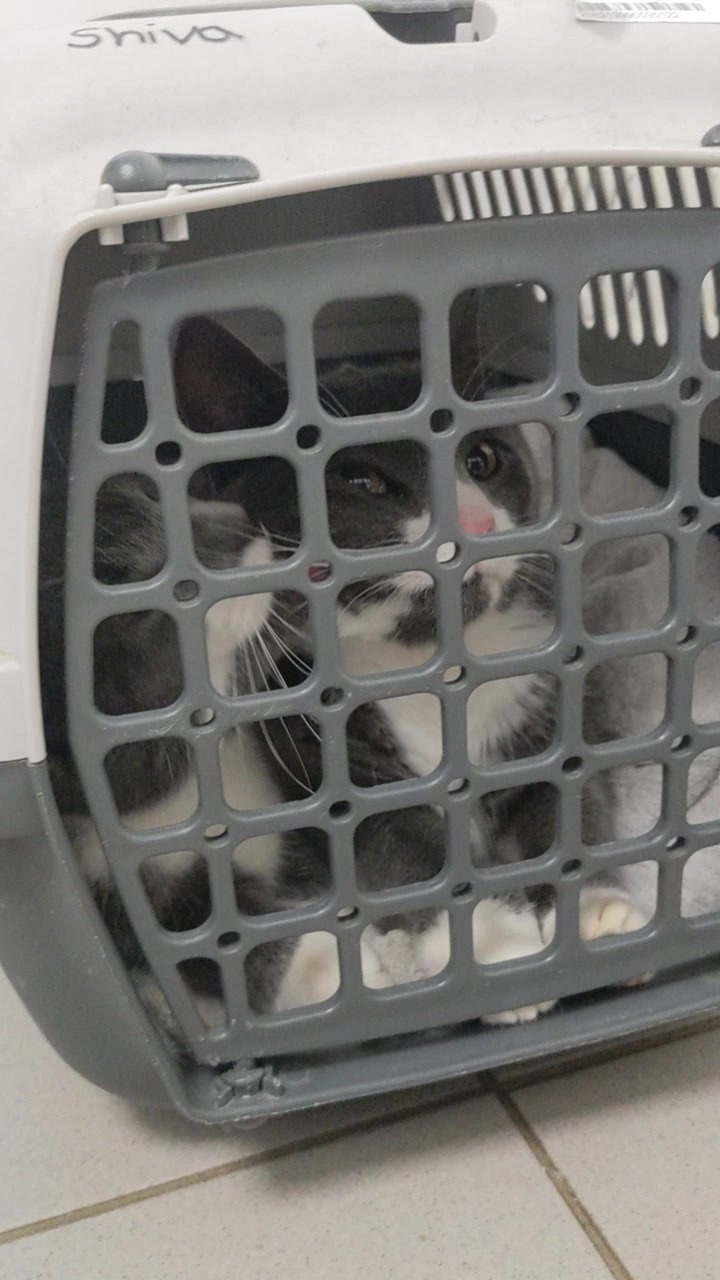 Missedrengene Pjevs og Pjuske er blevet neutraliseret hos Vet til dig og klar til livet på gården