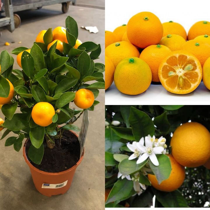 En finger på pulsen i Frederikshavn