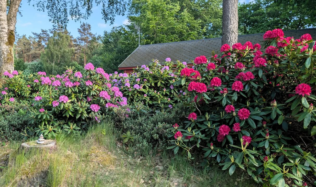 Skyttehusets Outdoor Camp melder om rhododendroner i fuldt flor