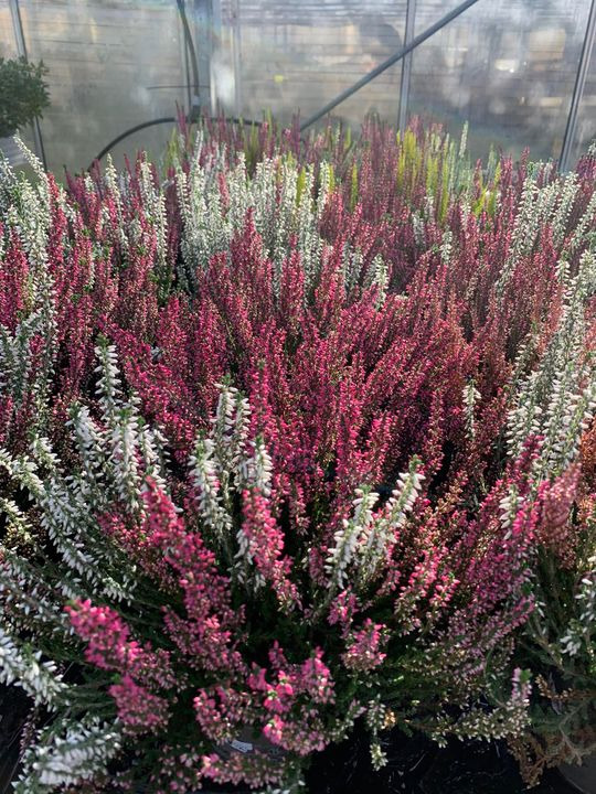 Opslagstavlen: Nyeste opdateringer fra Brønderslev