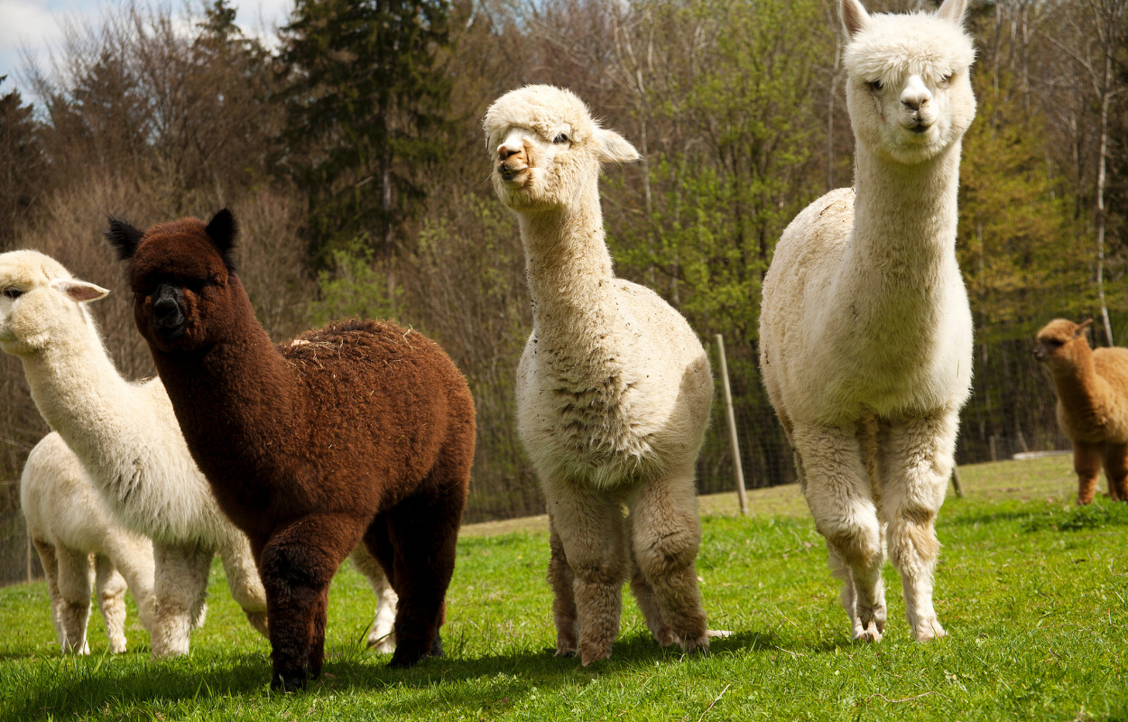 Brønderslev får Alpaka-farm