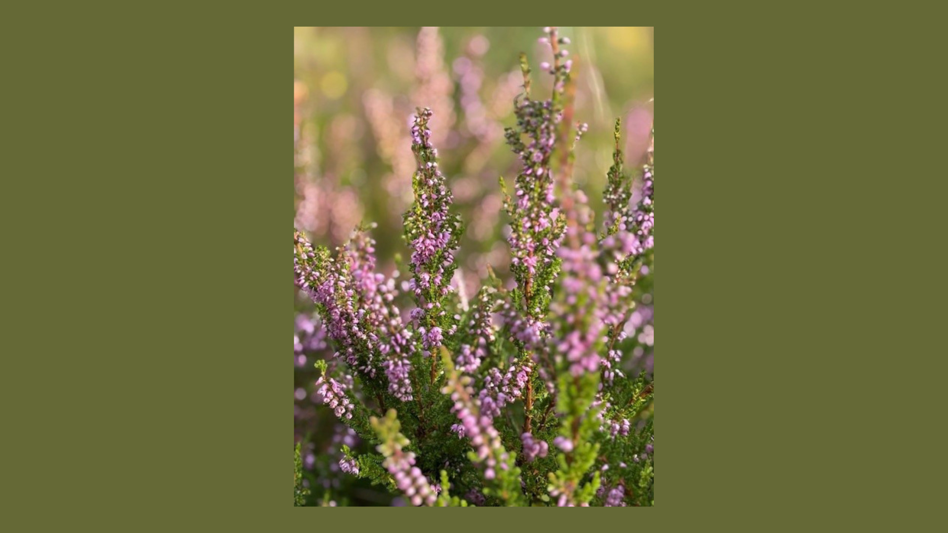 Grib efterårets farver med Midtjysk Gartnerhals lyngtilbud