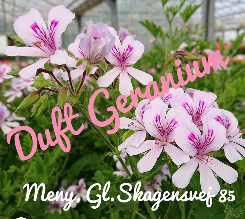 Meny Gl. Skagensvej: køb geranium til en god pris og slip for myg