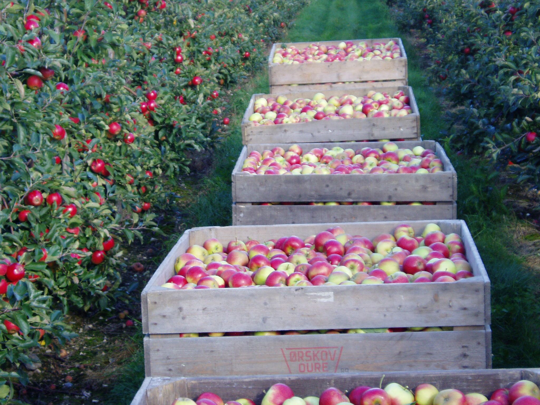 Æbledag på Cold Hand Winery: En dag for hele familien