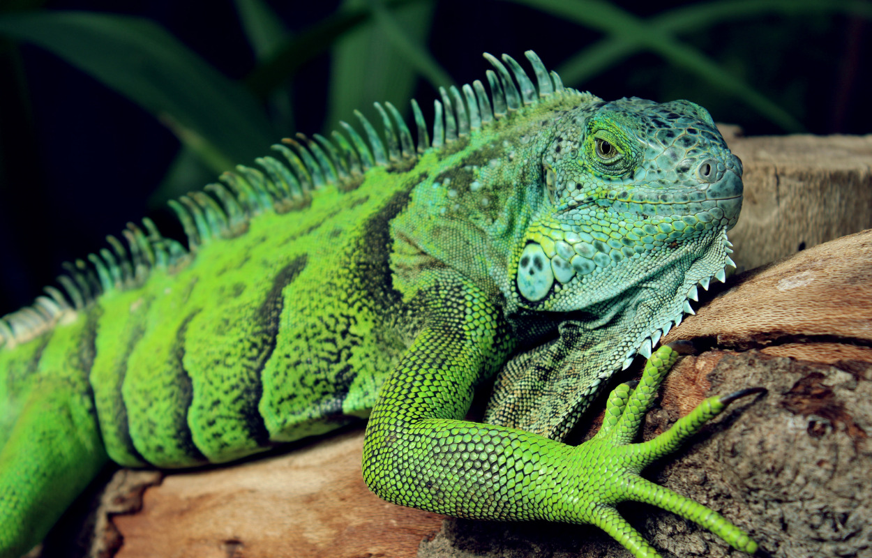 Fascinerende reptilmesse i Vejle