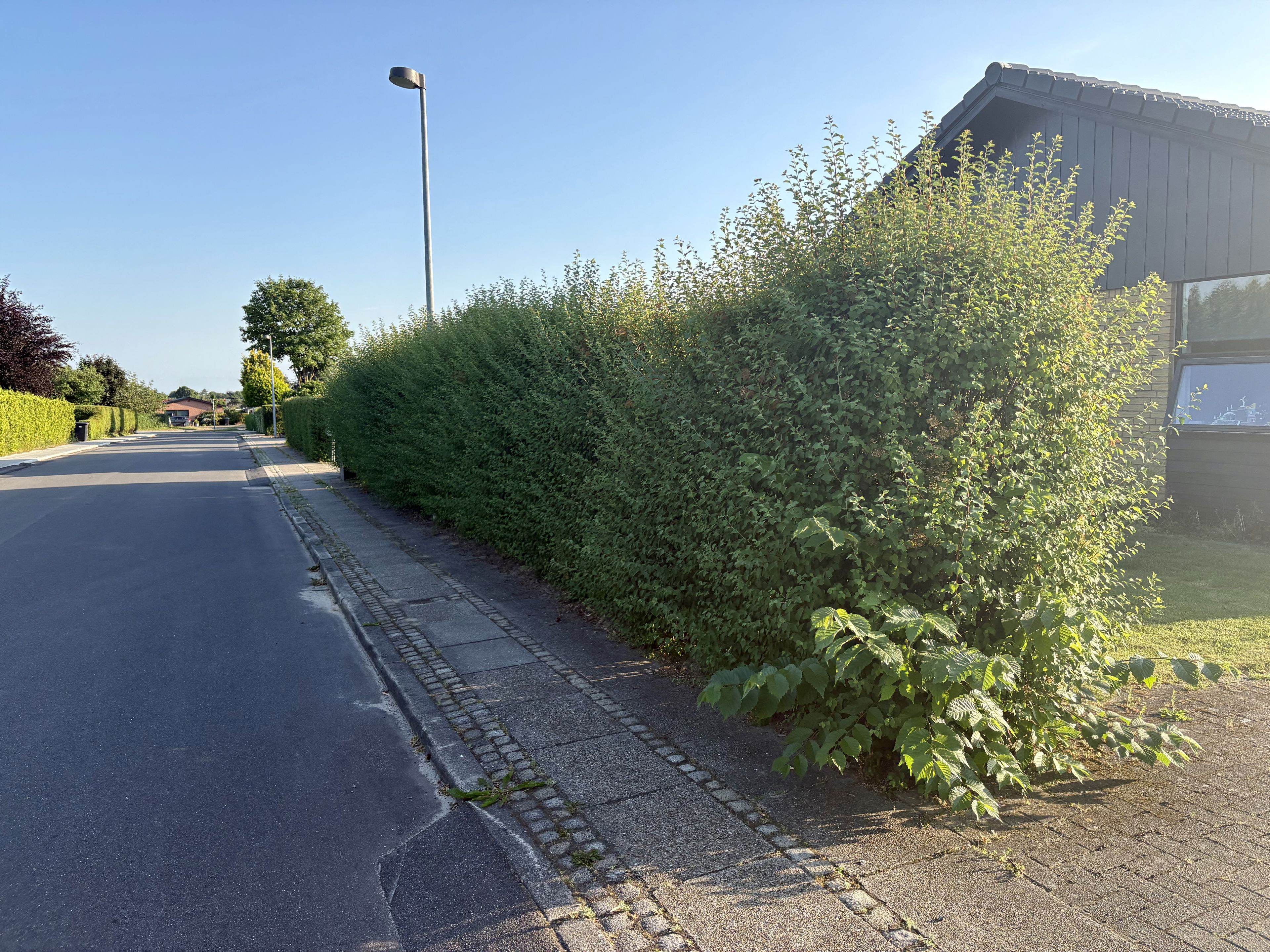 Grundejeres ansvar for at holde hække og beplantning klippet af hensyn til trafiksikkerheden i Viborg