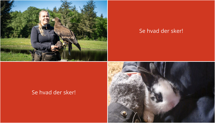 Oplev Nørre Nebel denne weekend: Fugleshow og Morgenfodring